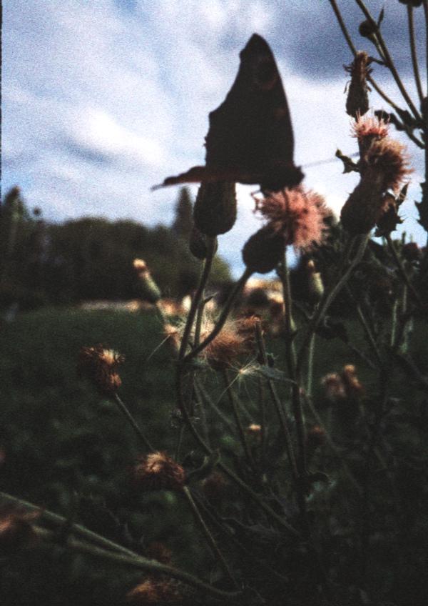 Pentax 17 Test frame 29