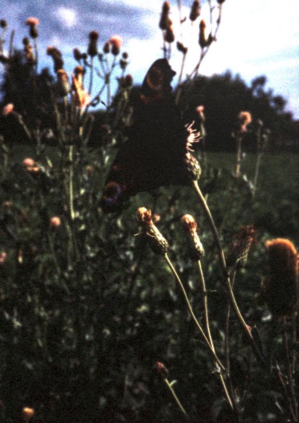 Pentax 17 Test frame 31