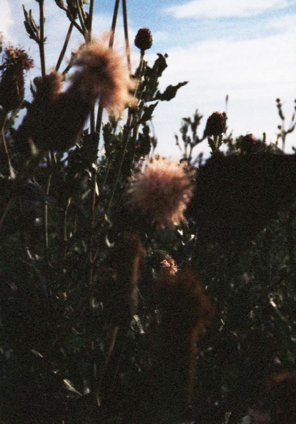 Pentax 17 Test frame 32