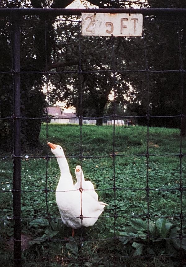 Pentax 17 Test frame 35