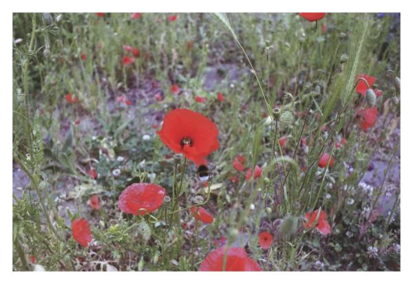 Photowalk Gent frame 7